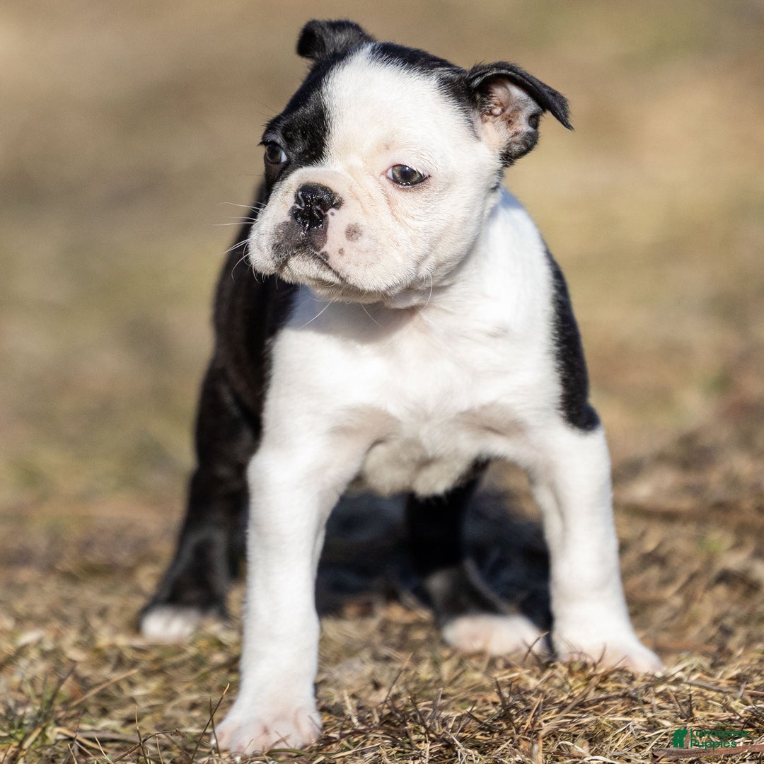Boston Terrier dogs for sale: Ranae Boston Terrier Puppy  - Ad 1