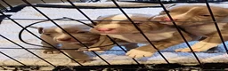 American Bully dogs for sale: American Bully 3 - Ad 2