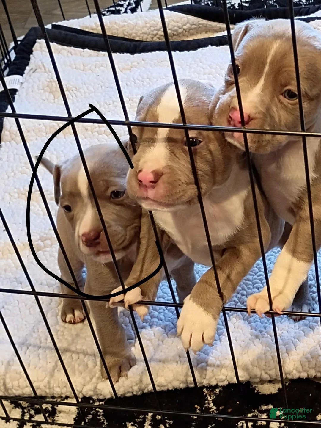 American Bully dogs for sale: American Bully 3 - Ad 2