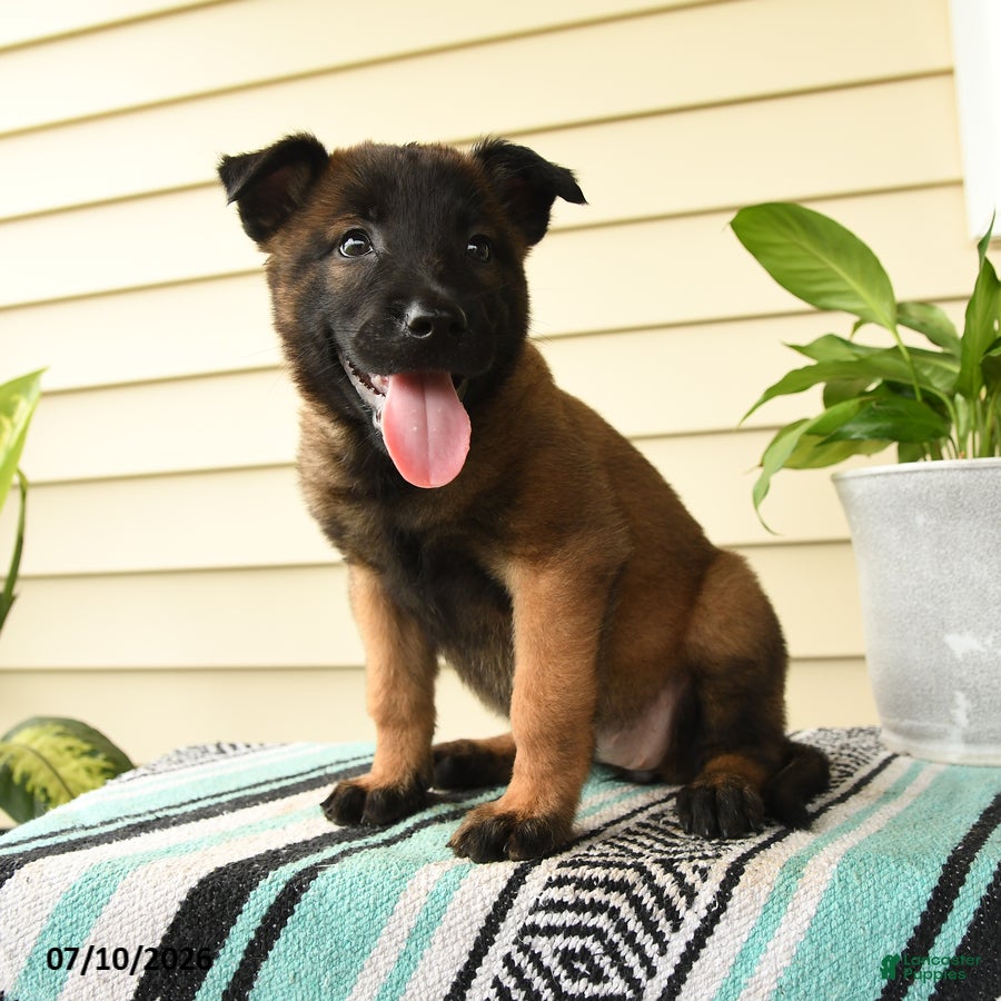 Belgian Malinois dogs Ayana - Ad 1