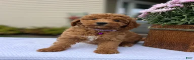 Sophie