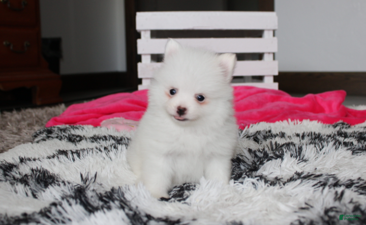 Pomeranian dogs Bianca  - Ad 1