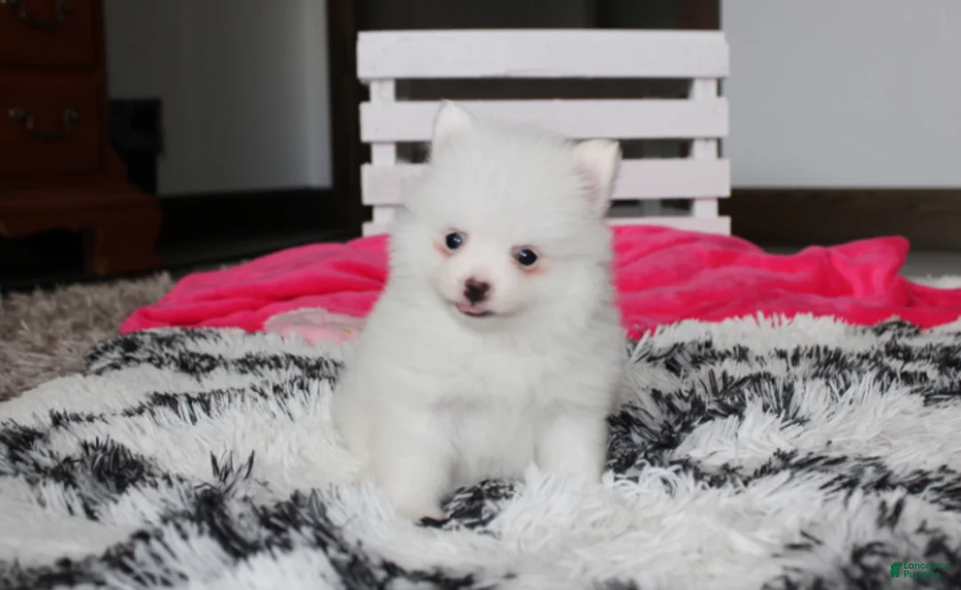 Pomeranian dogs for sale: Bianca  - Ad 1