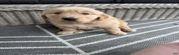 Golden Retriever dogs for sale: Victor - Ad 13