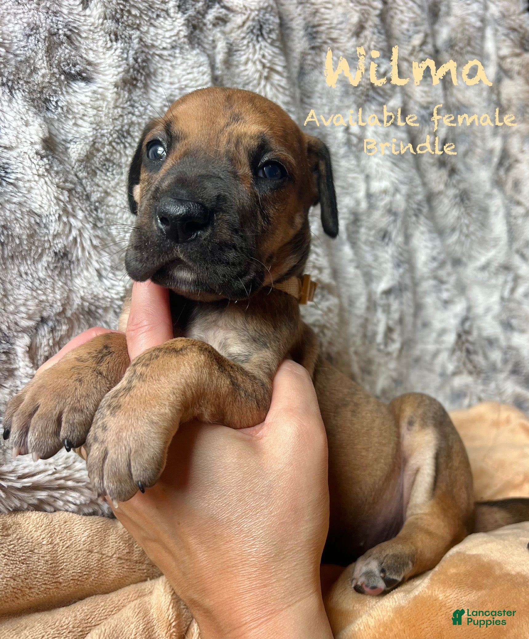 Great Dane dogs for sale: Wilma - Ad 15
