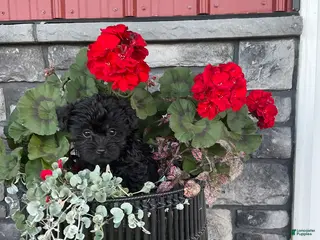 Yorkiepoo dogs for sale: Bonnie - Ad 1