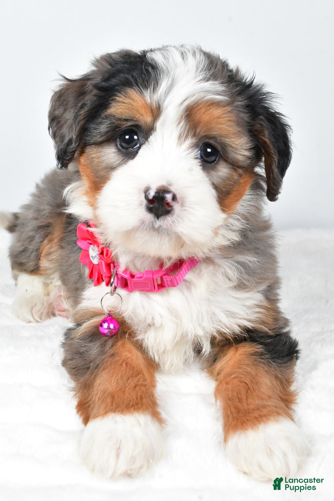 Mini Bernedoodle dogs for sale: Duke - Ad 11