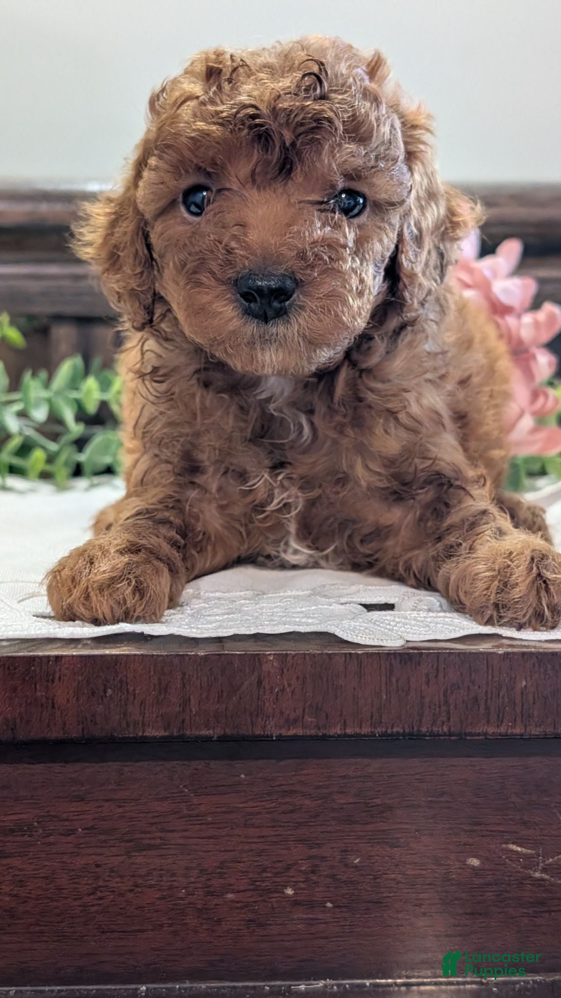 Miniature Poodle dogs Hazel  - Ad 1