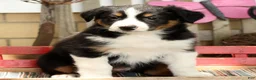 Australian Shepherd dogs for sale: Midnight - Ad 5