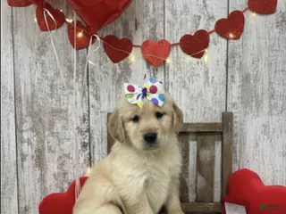 Golden Retriever dogs Golden Retriever Puppy 1 - Ad 26