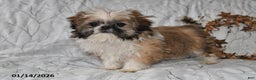 Shih Tzu dogs for sale: Darrin - Ad 5