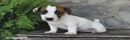 Jack Russell Terrier dogs for sale: Mindy - Ad 4