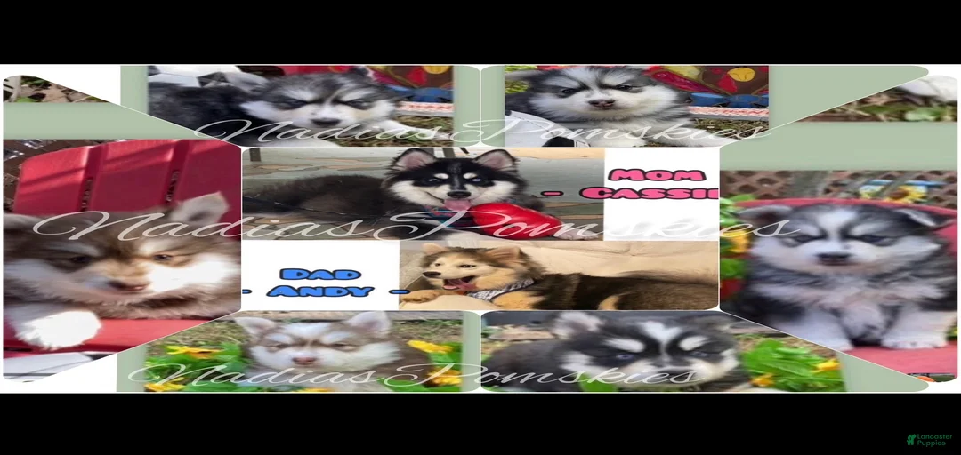 Gallery Image {{count}}