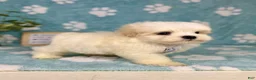 Malshi dogs for sale: Miles - Ad 7