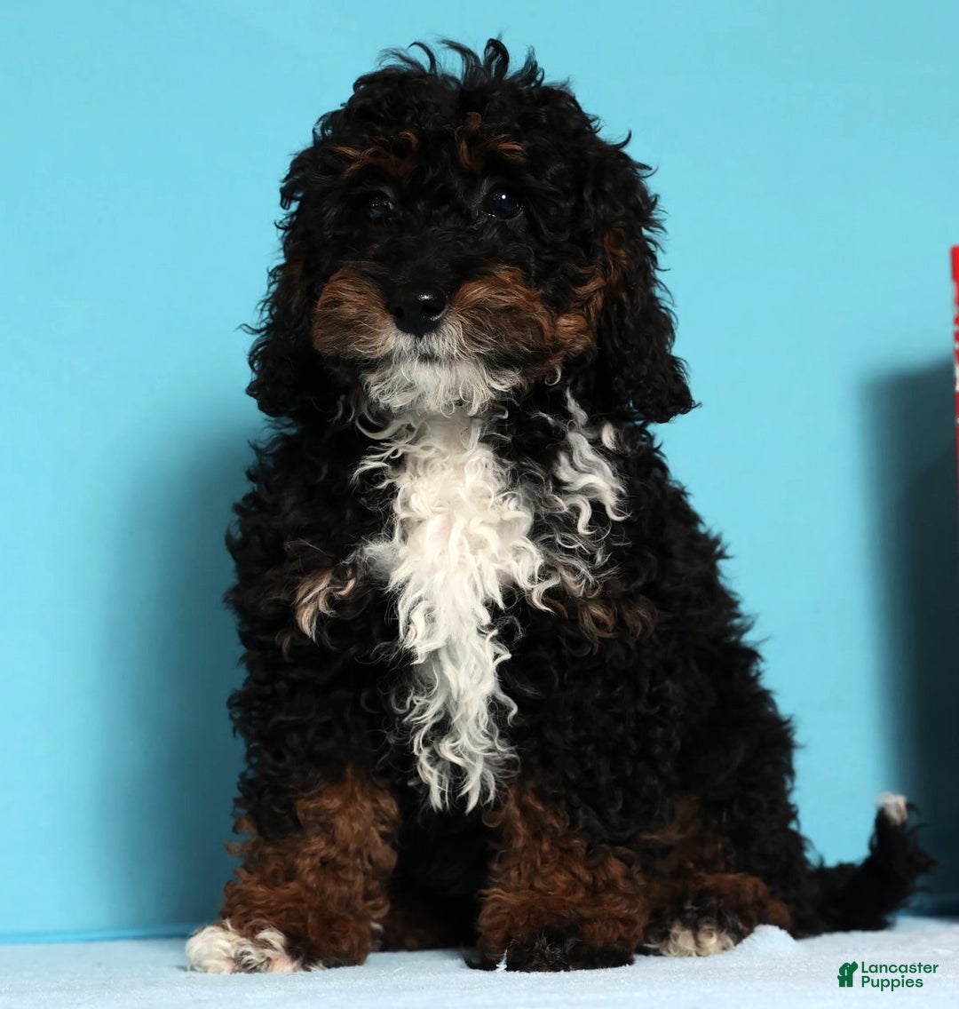 Mini Bernedoodle dogs for sale: Almond - Ad 5
