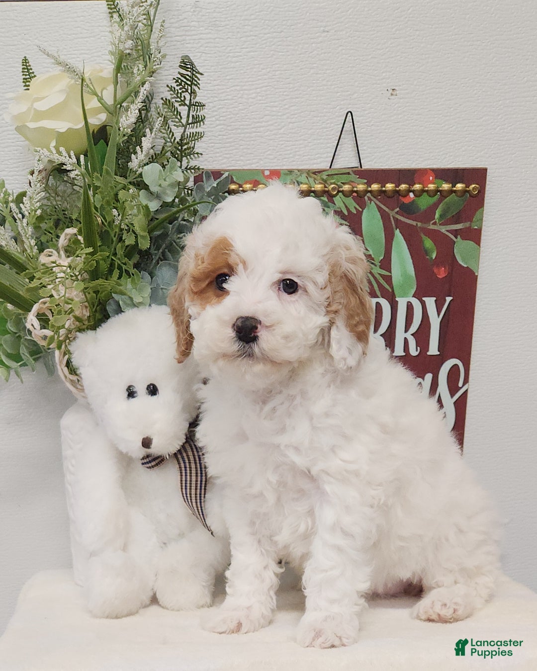 Mini Goldendoodle dogs for sale: Flora   - Ad 2