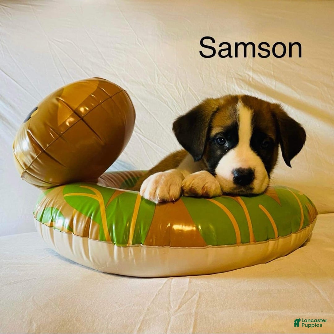 Gallery Image {{count}}