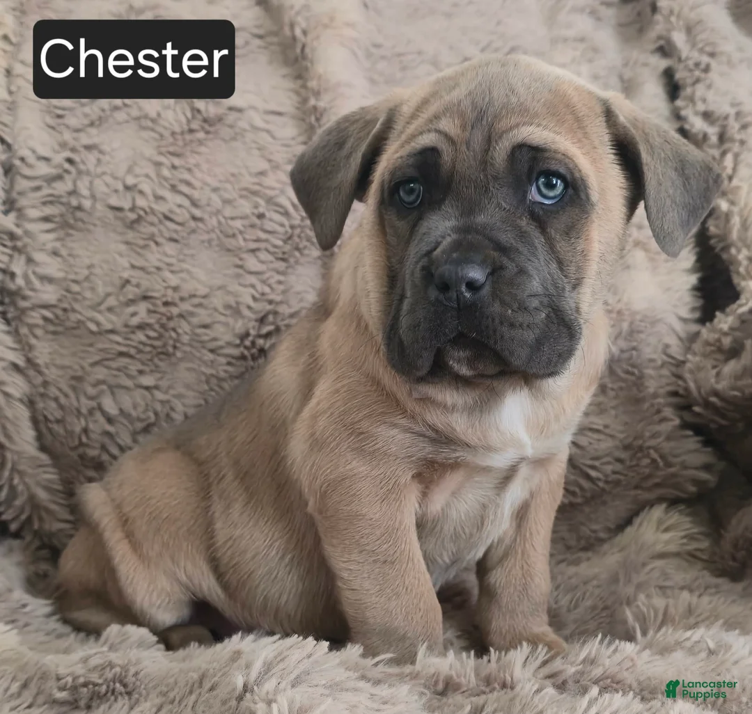 Cane Corso dogs for sale: Chester  - Ad 2