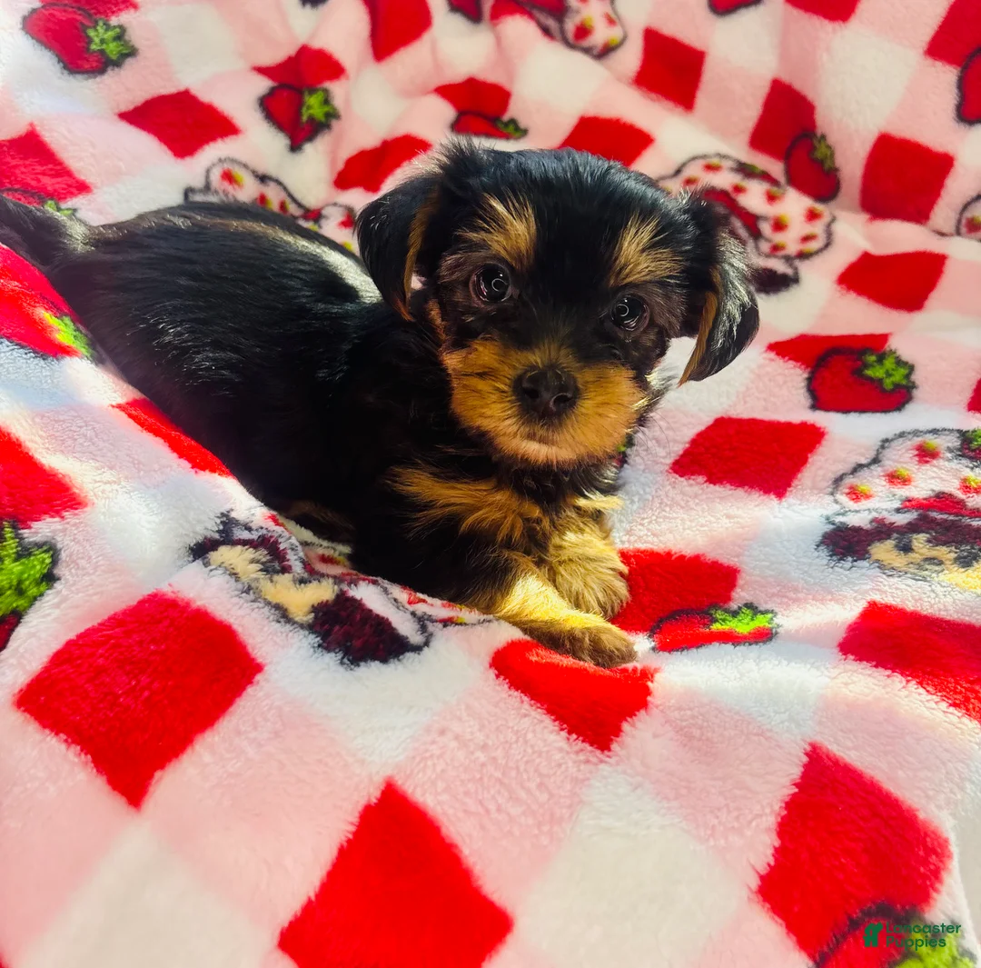 Yorkshire Terrier dogs for sale: Pepper - Ad 1