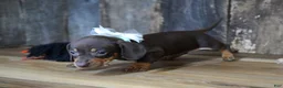 Miniature Dachshund dogs for sale: Burke - Ad 5