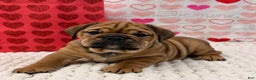 English Bulldog dogs for sale: Tara - Ad 4