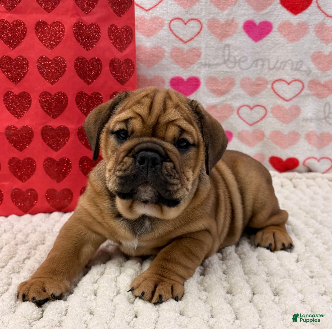 English Bulldog dogs for sale: Tara - Ad 4