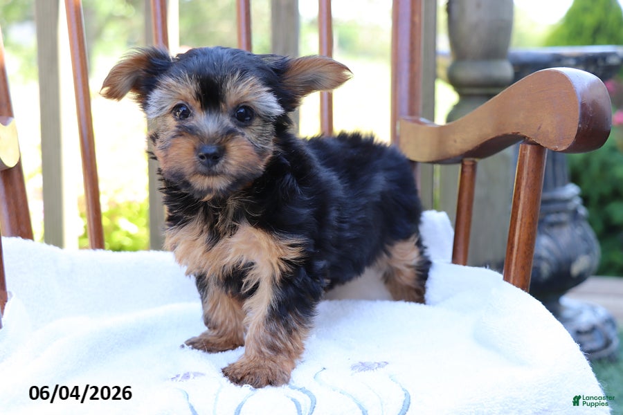 Yorkshire Terrier dogs for sale: Violet - Ad 1