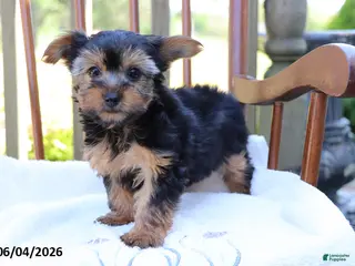Yorkshire Terrier dogs for sale: Violet - Ad 4