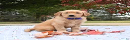 Golden Retriever dogs for sale: Wade - Ad 1