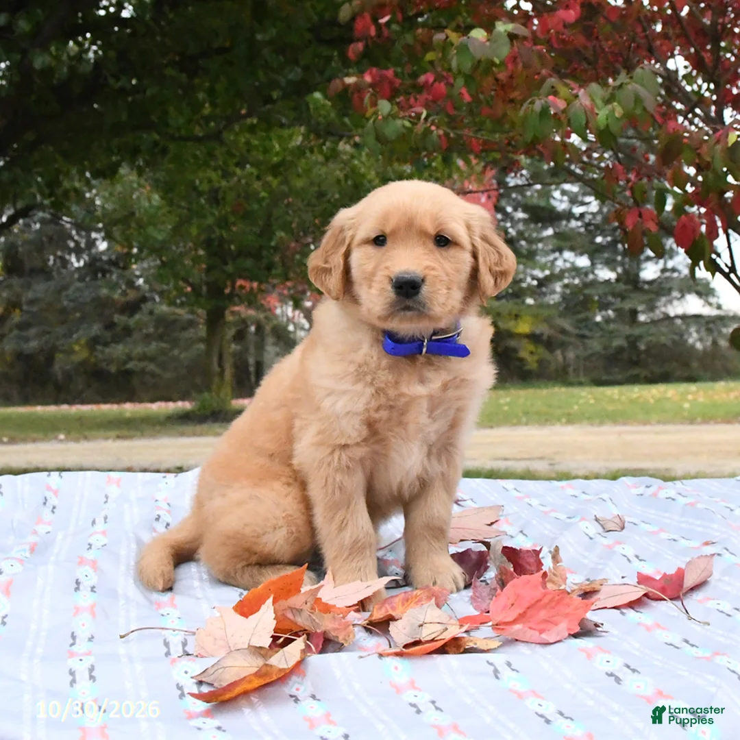 Golden Retriever dogs for sale: Wade - Ad 1