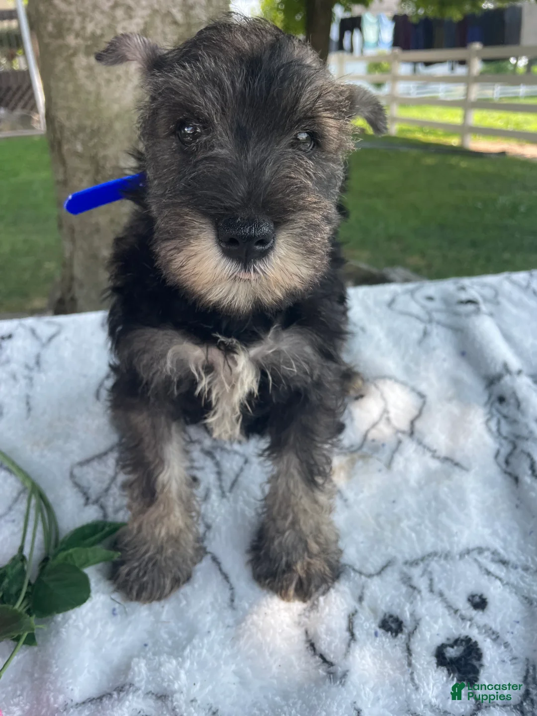 Miniature Schnauzer dogs for sale: Fritz - Ad 4