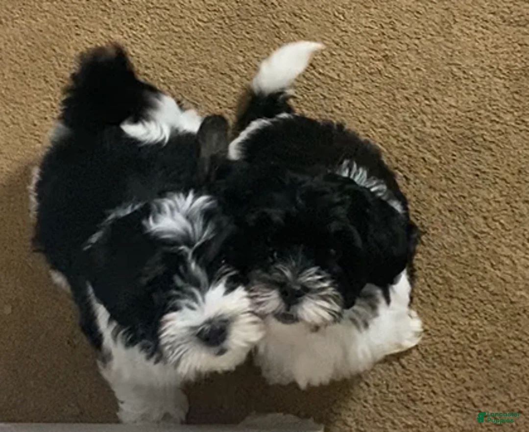 Shih Tzu dogs for sale: Shih Tzu Puppy 9 - Ad 1