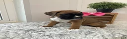 Boxer dogs for sale: Boxer Puppy 2 Cyndi - Ad 2