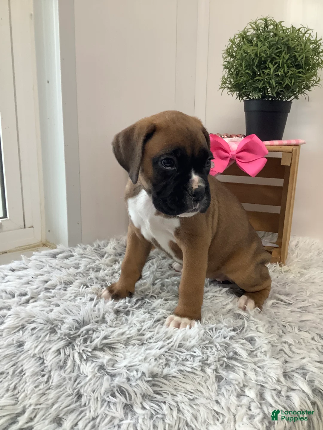 Boxer dogs for sale: Boxer Puppy 2 Cyndi - Ad 2