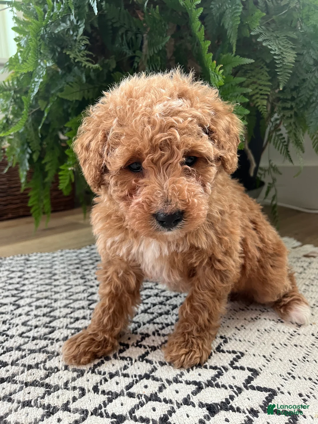 Mini Goldendoodle dogs for sale: Benny - Ad 3