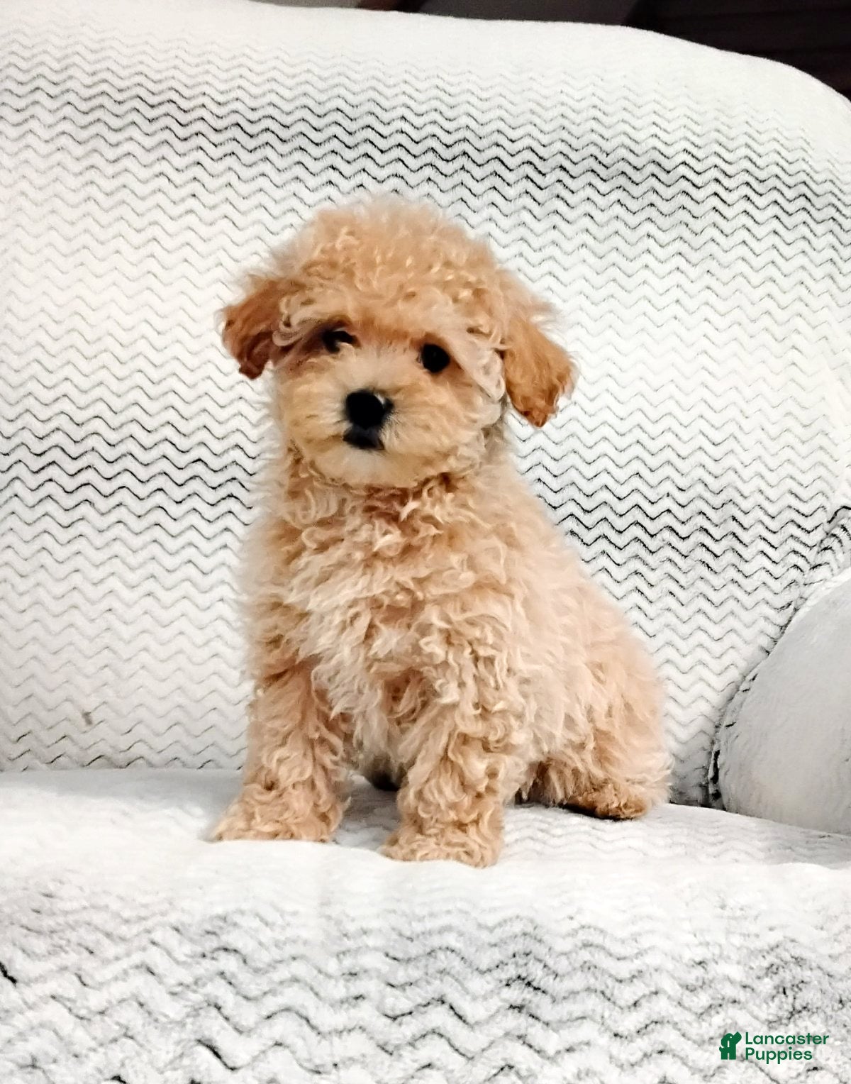 Maltipoo dogs Anita - Ad 18