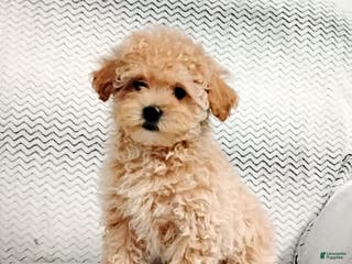 Maltipoo dogs Anita - Ad 18