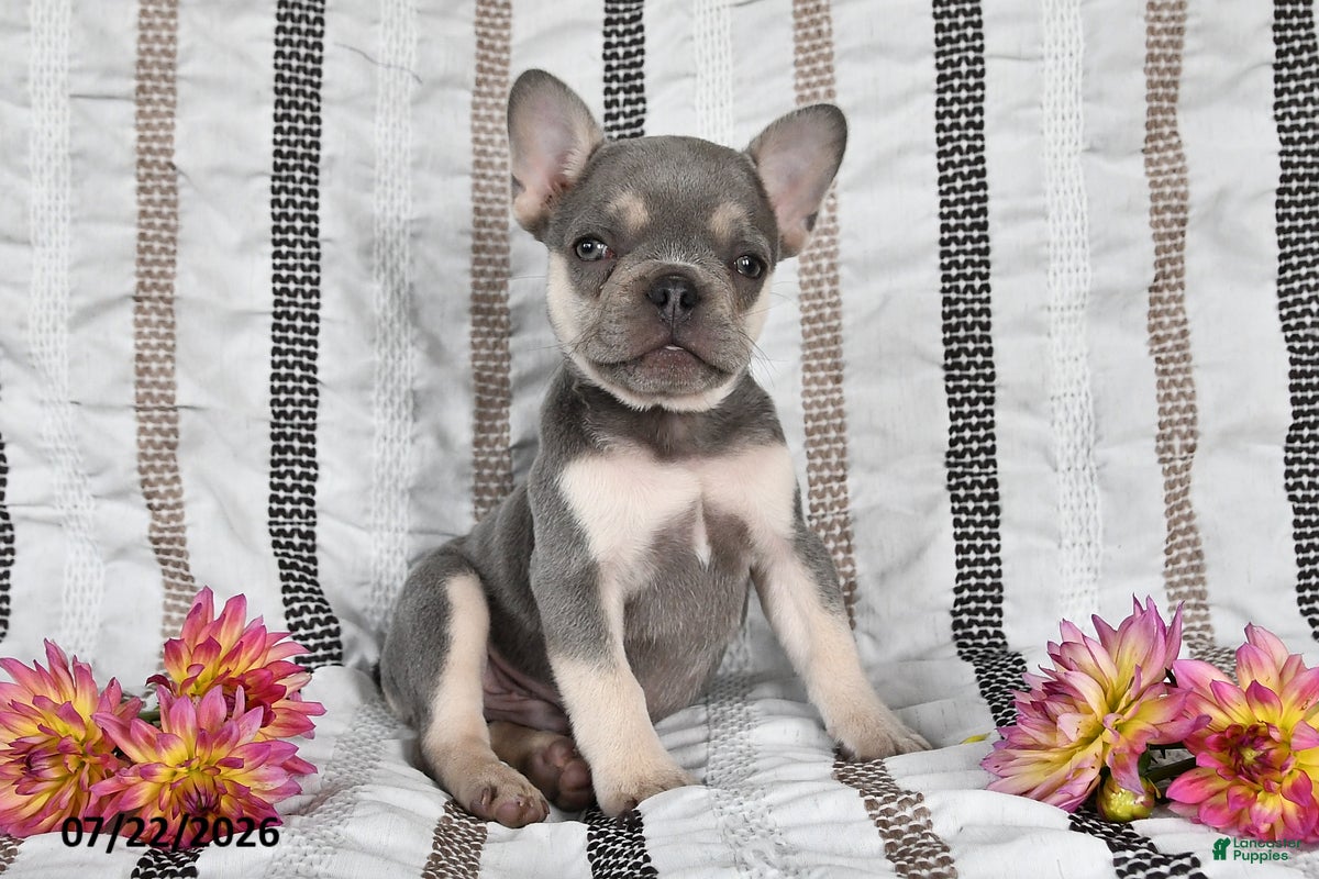 Oliver French Bulldog for sale in Shiloh | Lancaster Puppies
