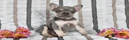 French Bulldog dogs for sale: Oliver - Ad 4
