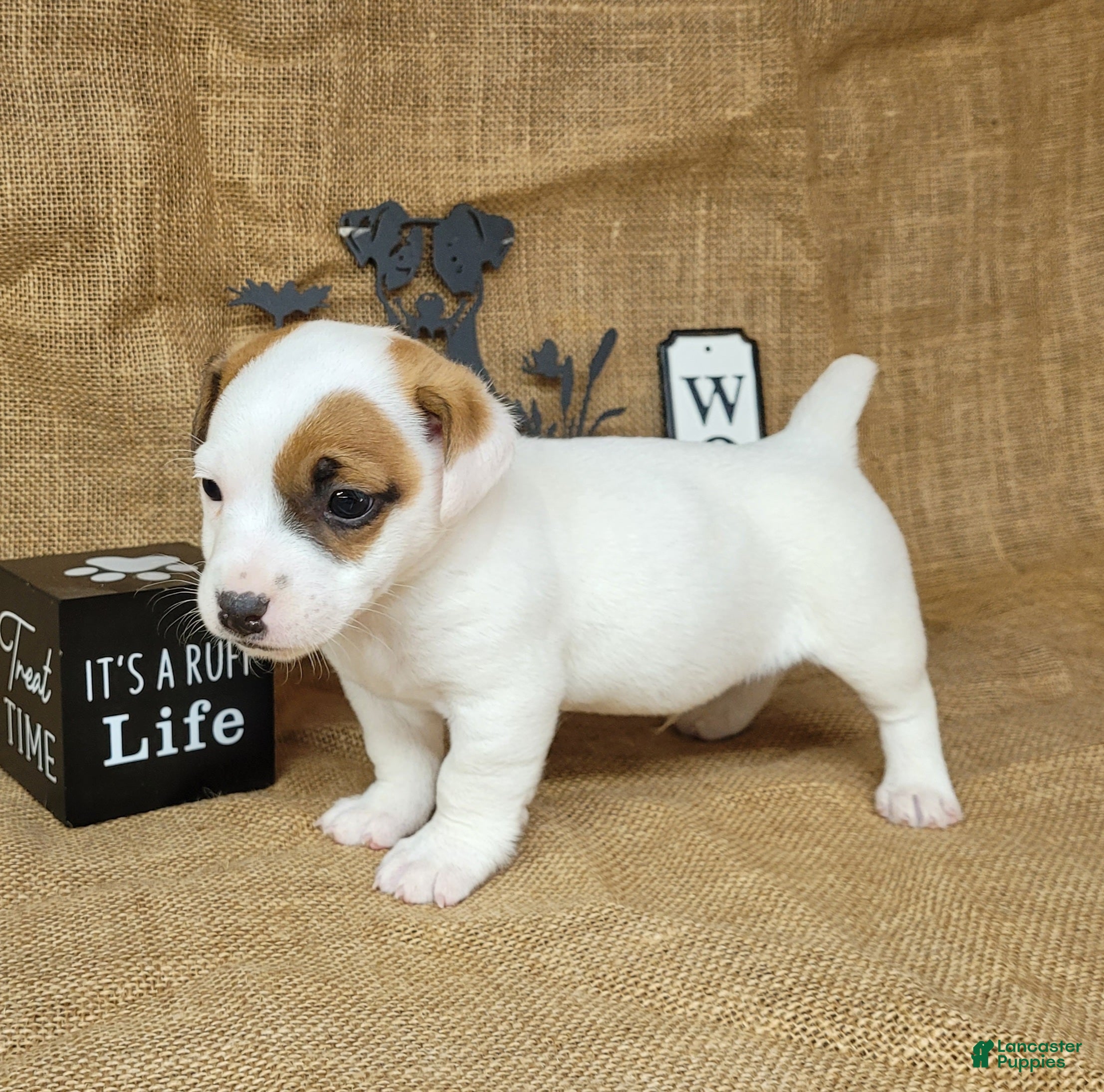 Jack Russell Terrier dogs NASH purebred CKC Registered  - Ad 26