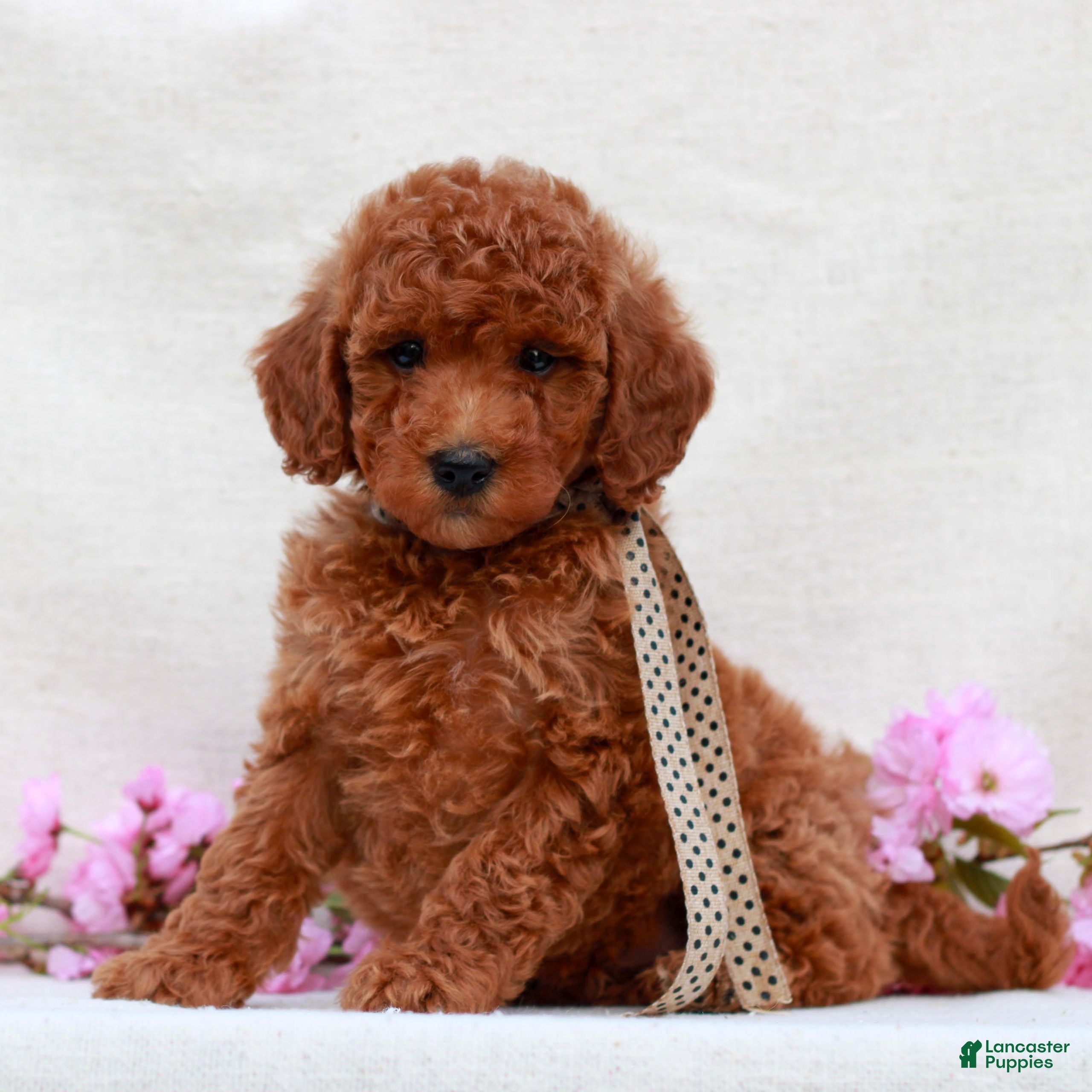 Irish Doodle dogs Buddy  - Ad 2