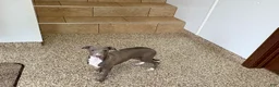 Italian Greyhound dogs for sale: Henry - Ad 9