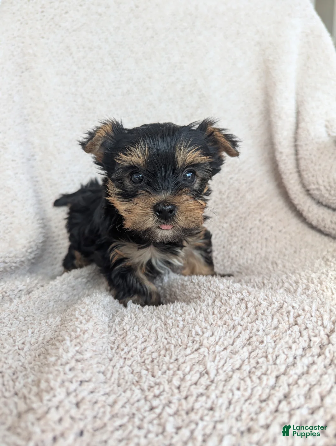 Yorkshire Terrier dogs for sale: Eleanor  - Ad 2