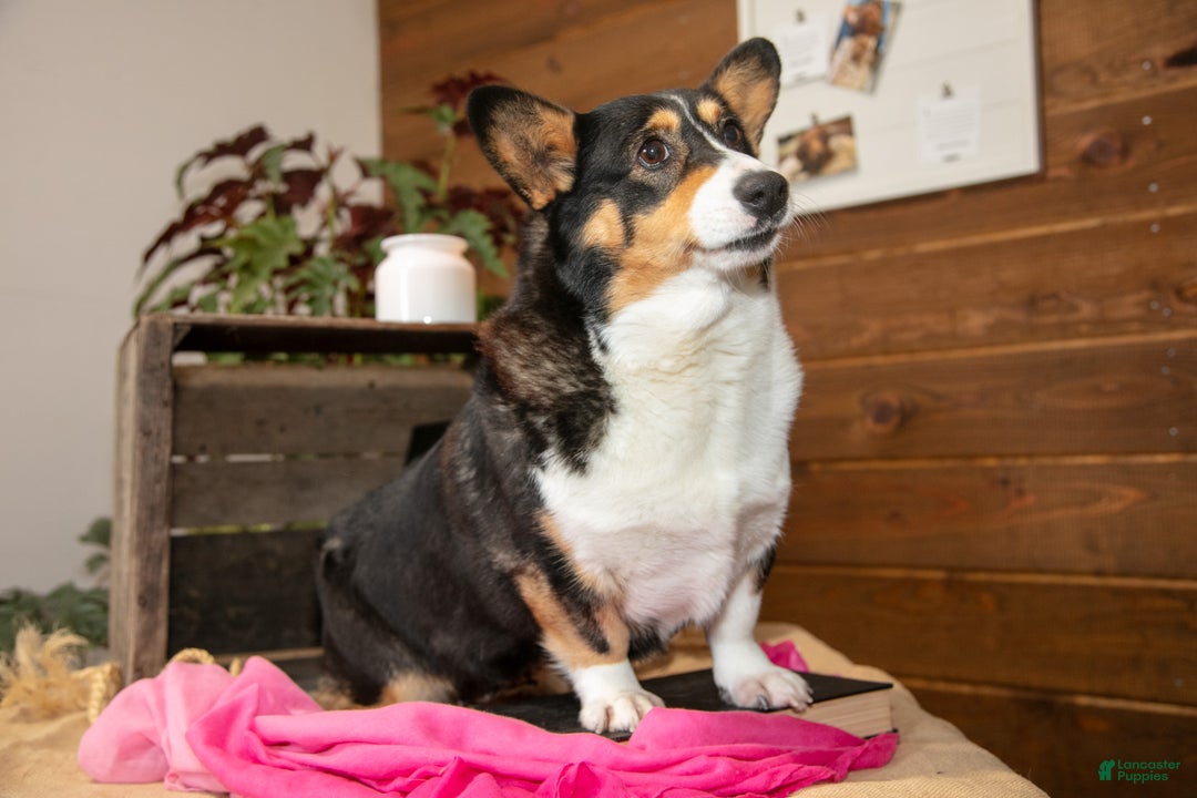 Welsh Corgi Pembroke dogs for sale: Fayline - Ad 1