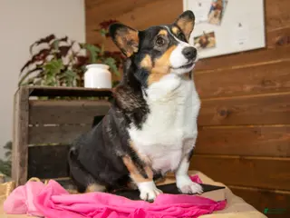 Welsh Corgi Pembroke dogs Fayline - Ad 20