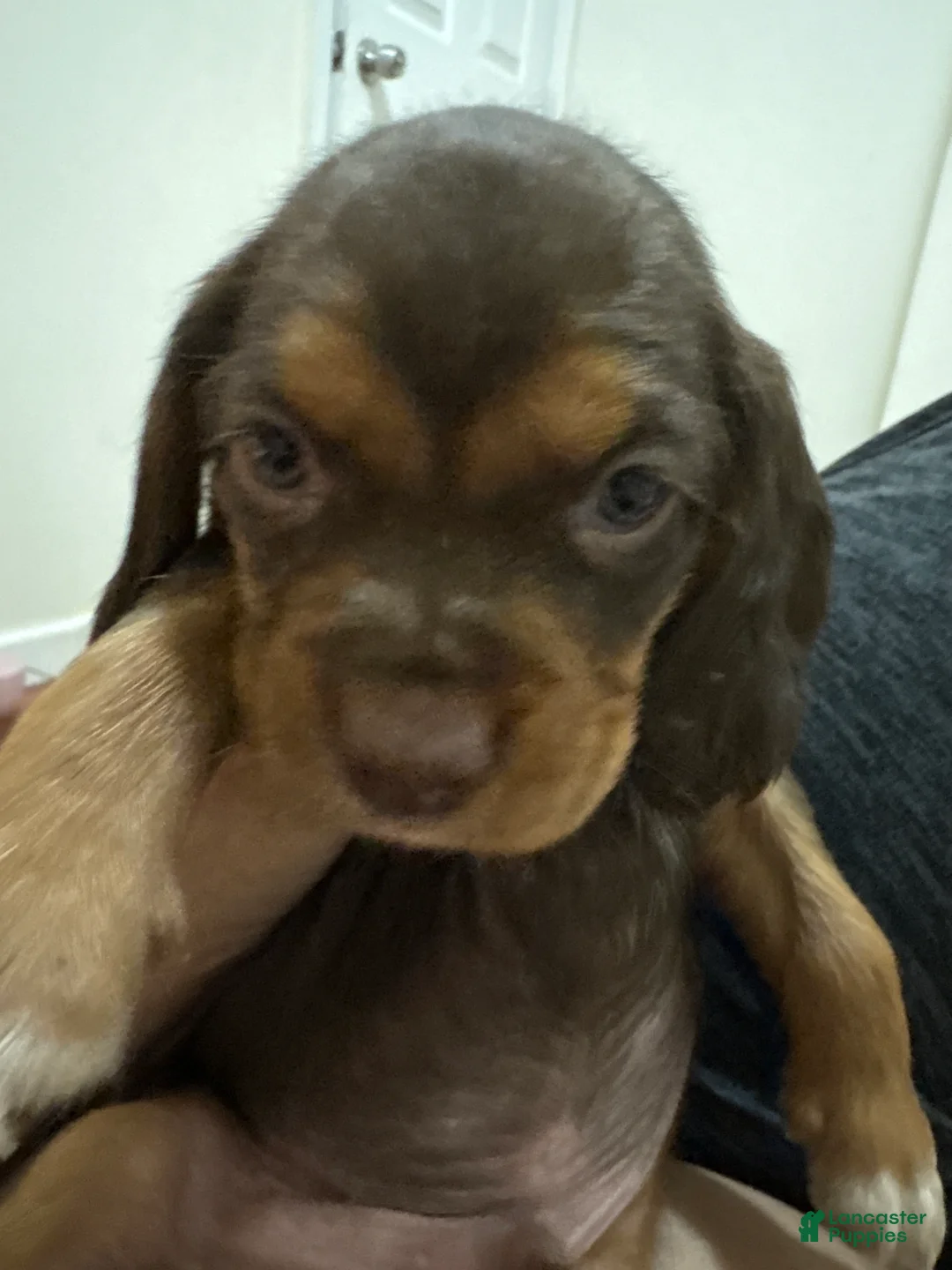 Cocker Spaniel dogs for sale: Cocker Spaniel Puppy 4 - Ad 2