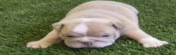 English Bulldog dogs for sale: Octavia English Bulldog Puppy  - Ad 1