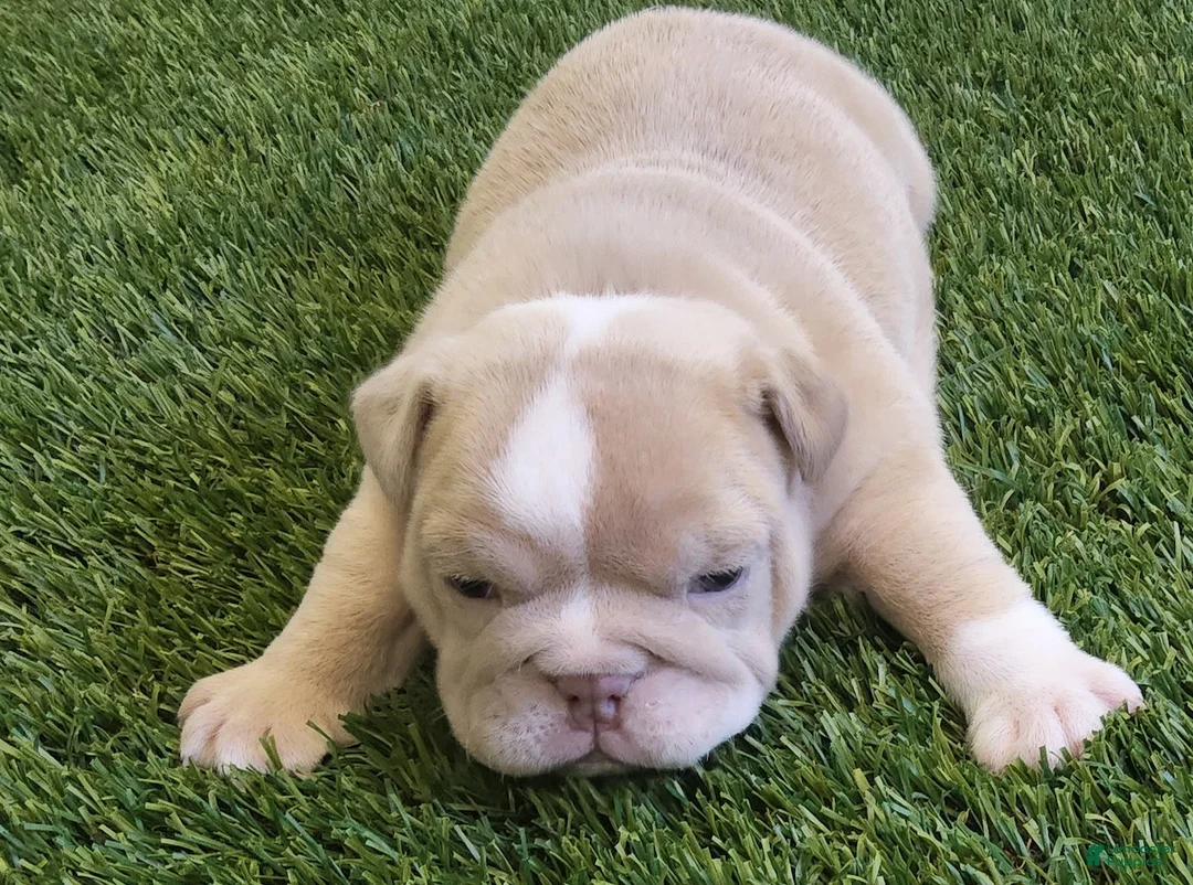 English Bulldog dogs for sale: Octavia English Bulldog Puppy  - Ad 1