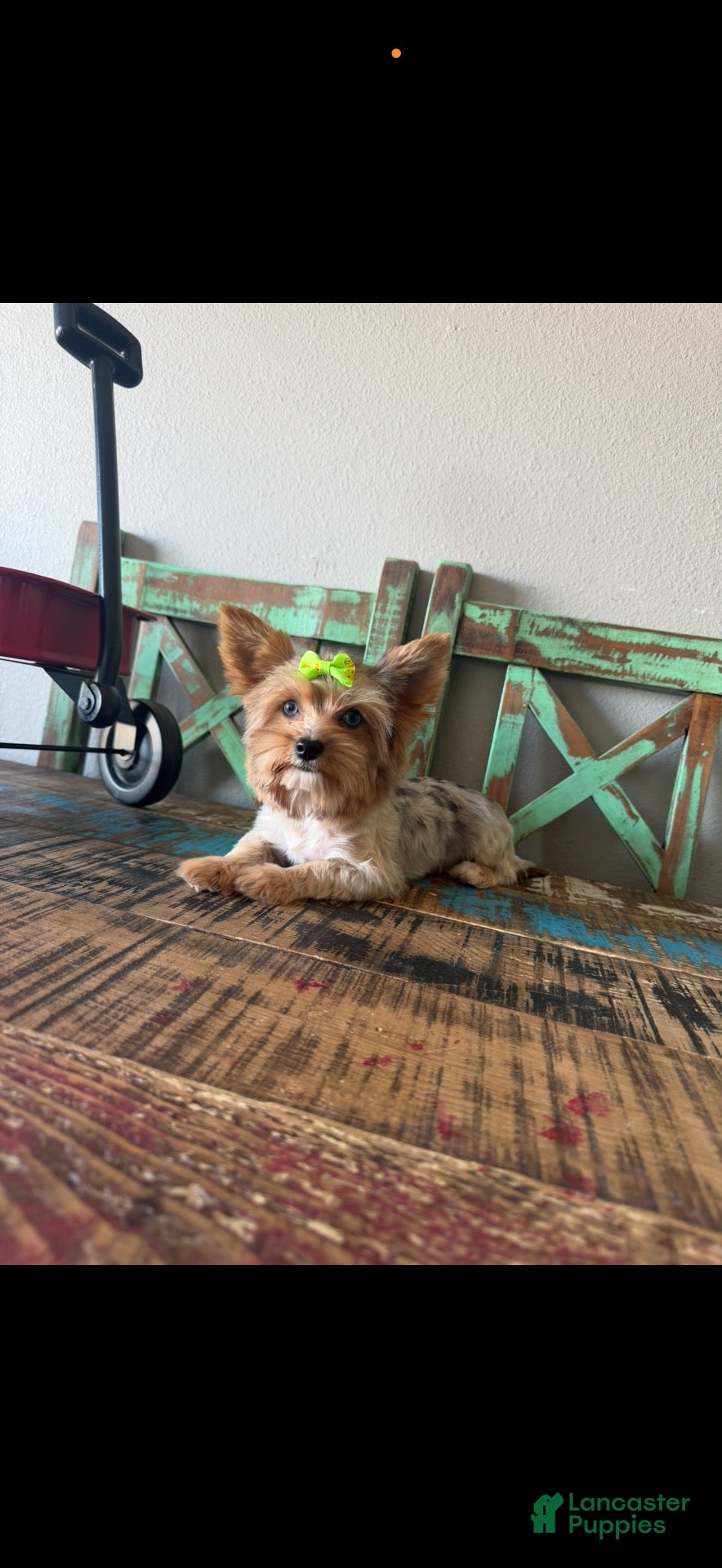 Yorkshire Terrier dogs Merle Yorkie with 2 Blue eyes Pickle - Ad 2