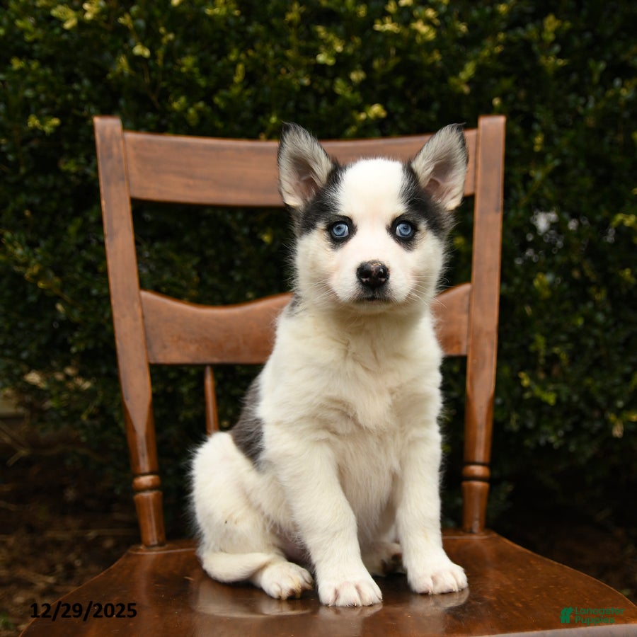 Mixed Breed dogs Ophelia - Ad 32